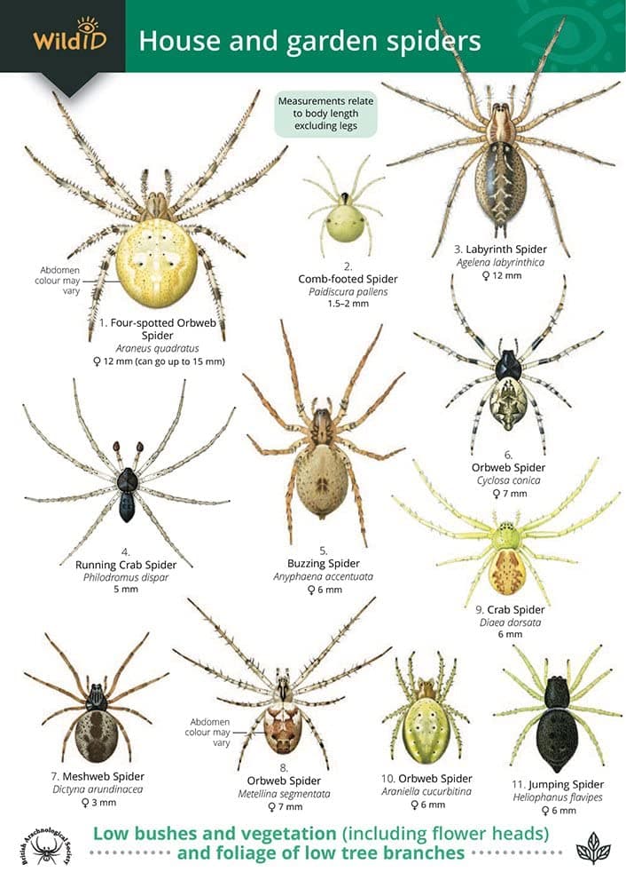 House and Garden Spiders (WildID)