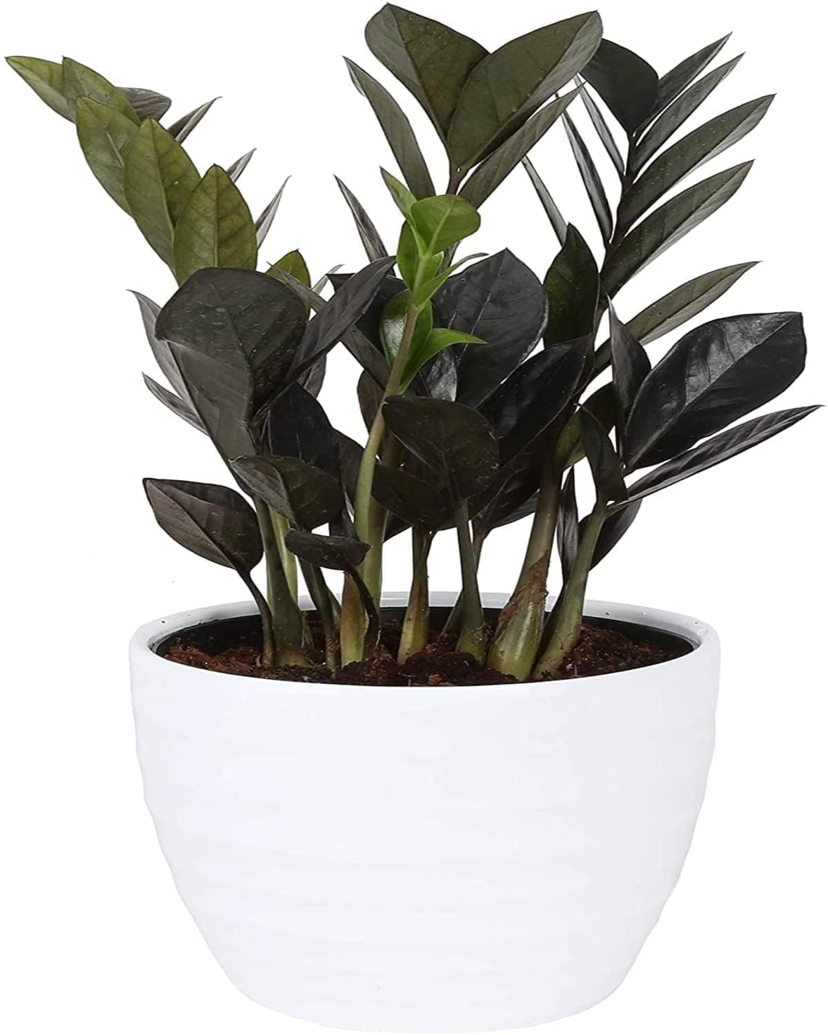 Garden Art live indoor plant (Zamia Black)