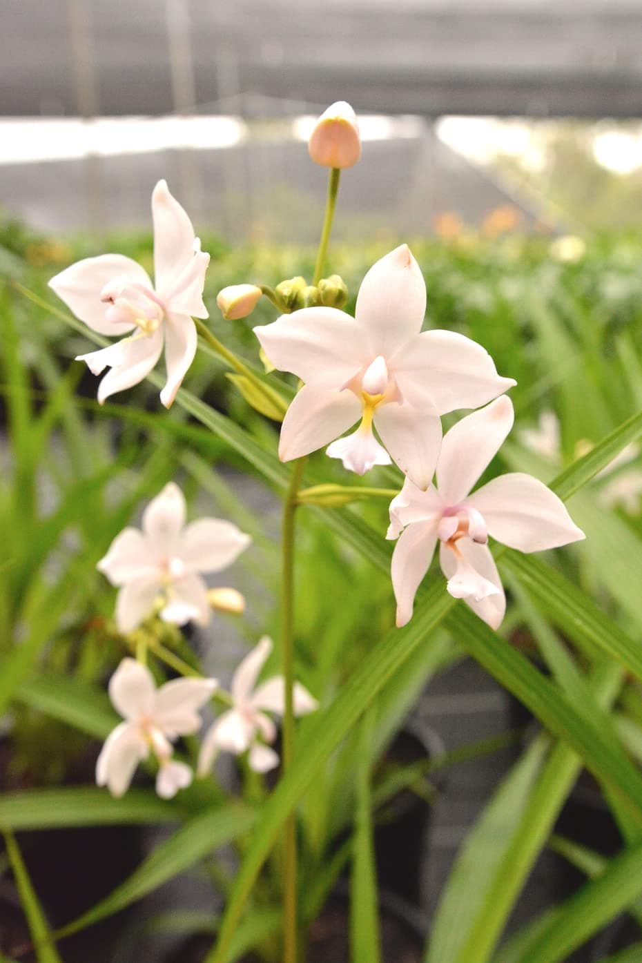 Aiden Gardens Ground Orchid Plant Spathoglottis plicata Snow Angel Ground Orchid 1 Helathy Live Plant