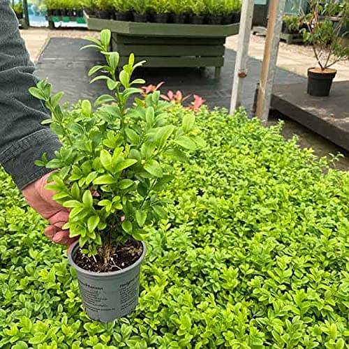 Box of 18-15-25cm tall Pot Grown Buxus sempervirens Evergreen Hedging Plants (a266)