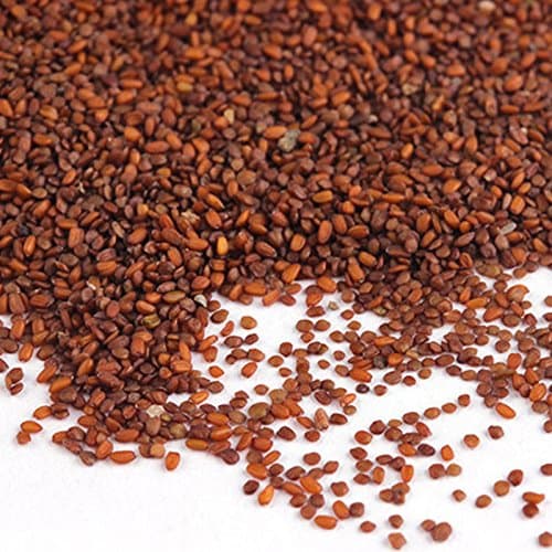 Aquarium Temple Plant Seeds Vibrant Green Tropical Hygrophila Plant for Freshwater Fish Tanks Easy Grow Carpet Plants Size 1PC