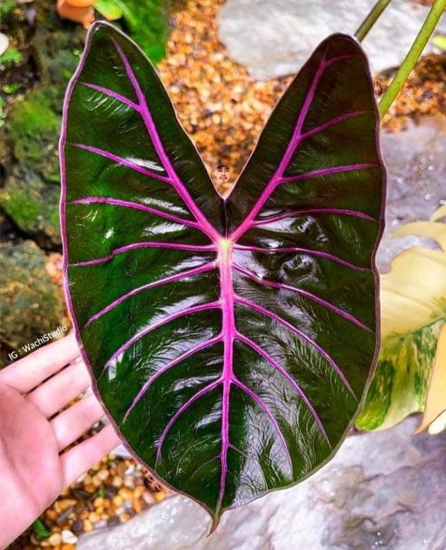 SVG® Alocasia flower bulbs | green with pink Flowering Plants Bulbs for Planters Pack of 2 bulbs