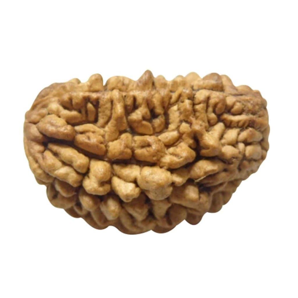 Arihant Gems & Jewels 1 Mukhi Nepali Rudraksha 100% Natural, Original & Certified Astrological Loose Beads (Elaeocarpus ganitrus) – Unisex, for Men & Women