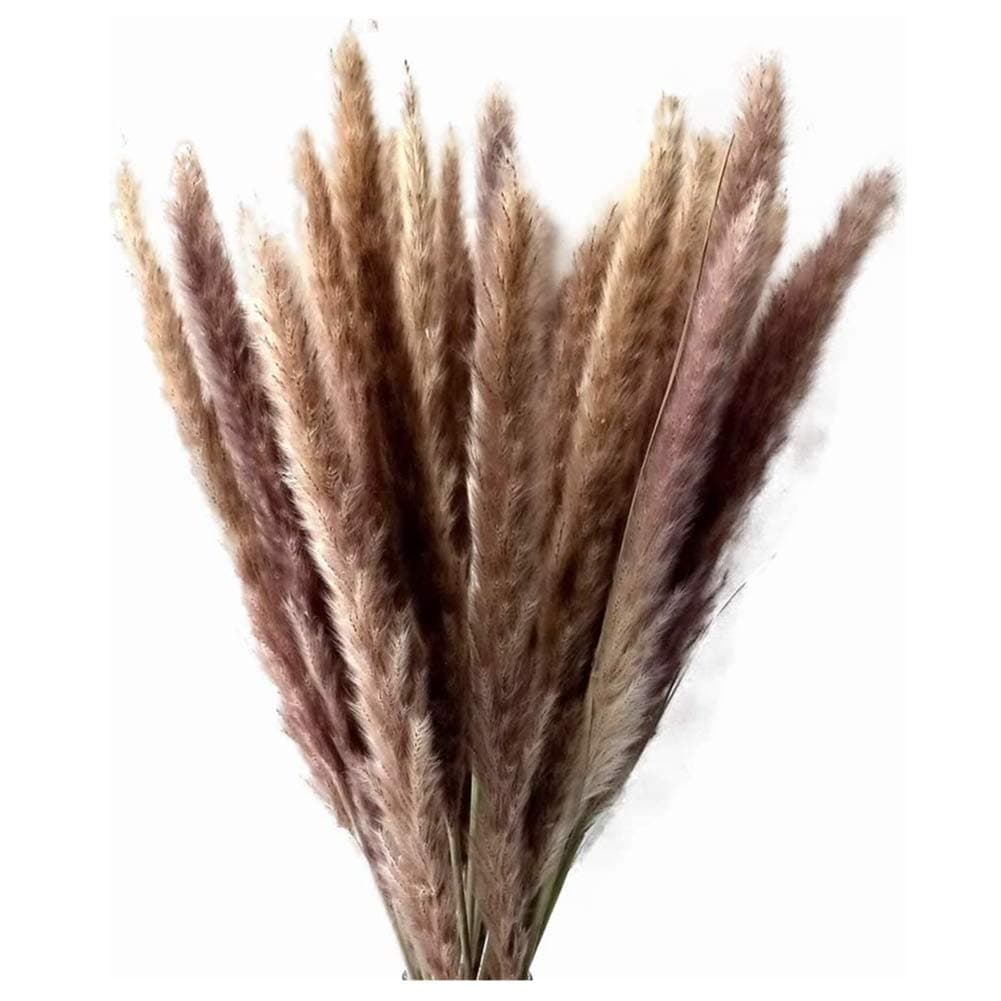 Natural Small Pampas Grass, Dried Reed Plumes, Phragmites Communis,Wedding Decorative Flower Bunch, 45cm Tall (Reed Grass)