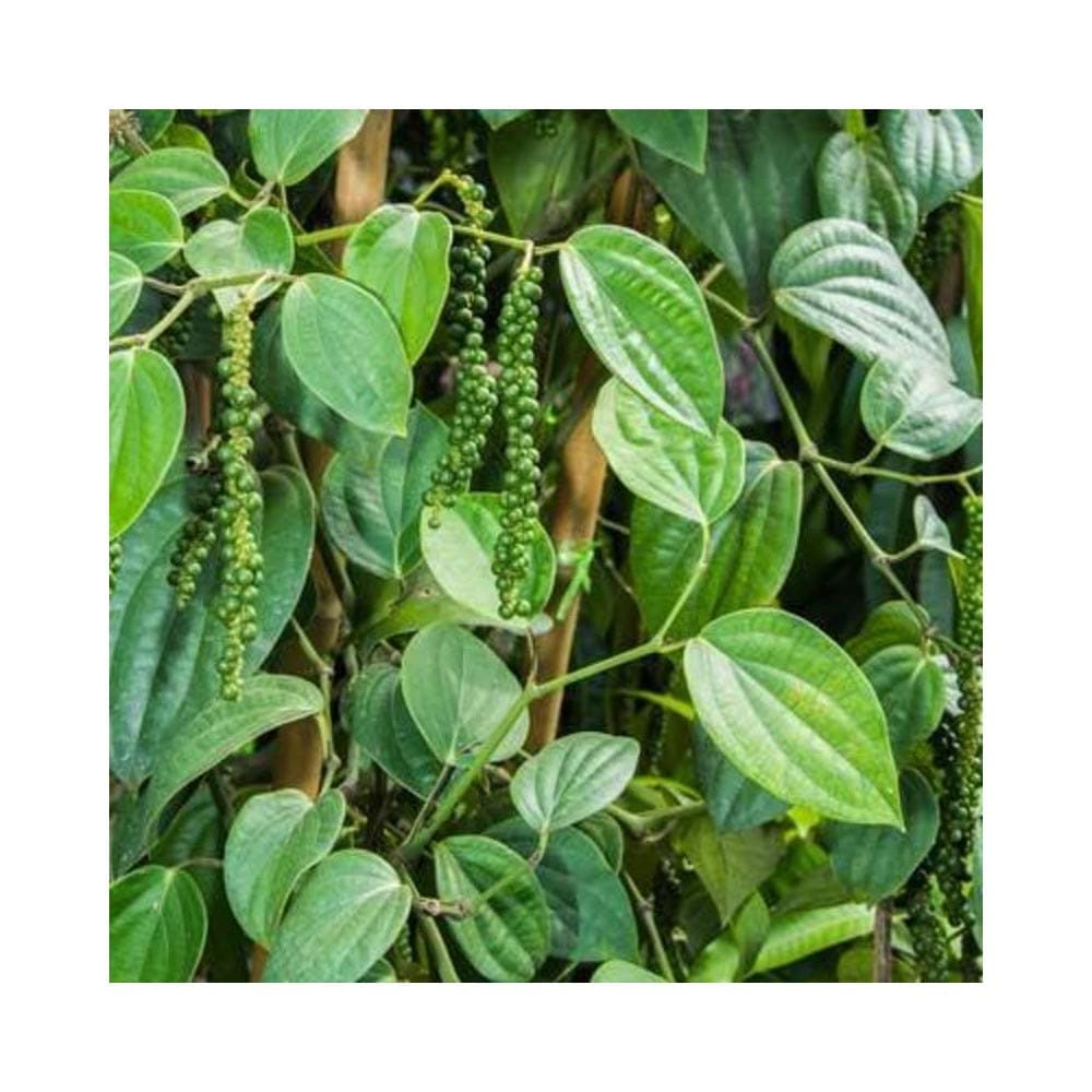Kapebonavista® Black Pepper Kali mirch Golmirich Kurumilagu Kurumulaku Miryalatige Karimenasu Syah mirch Marich Kali miri piper nigrum Living Plant in poly bag