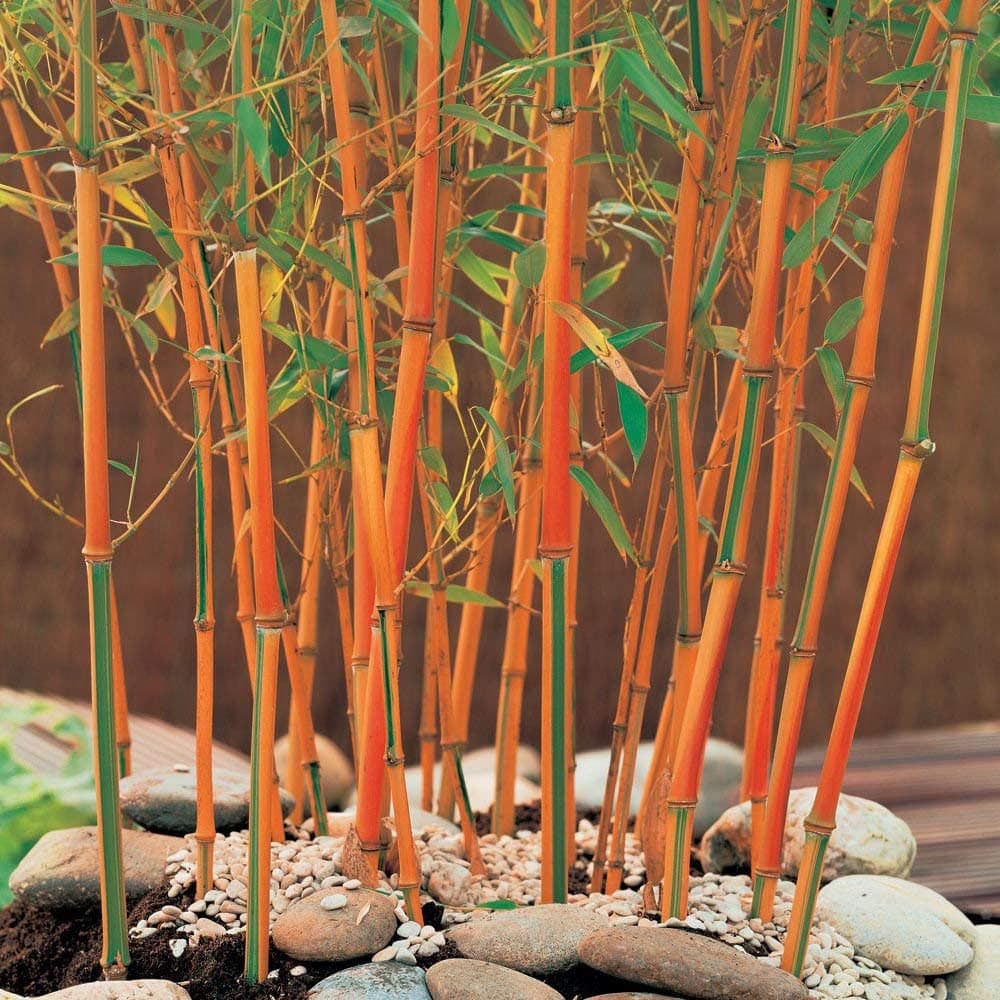 Red Fountain Medicinal Stem Bamboo Outdoor Plant Set 100 seeds