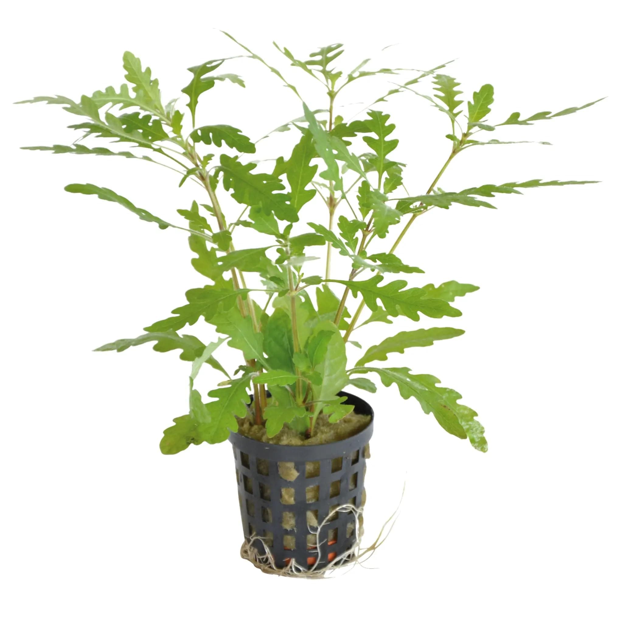 Hygrophila pinnatifida