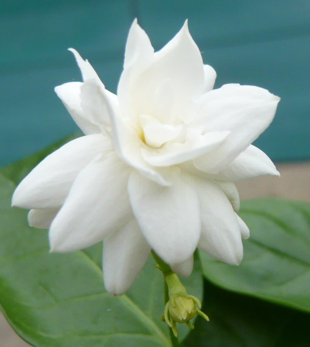 Jasmine Arabian Nights- Mali Chantaboon, Rare Plant