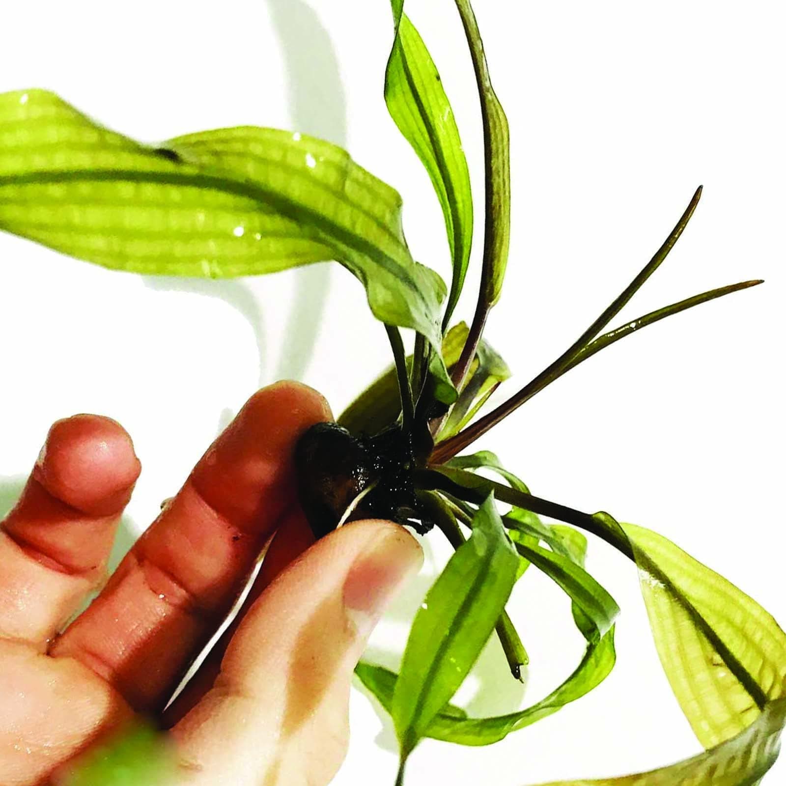 (Aponogeton Madagascar) Planterest - Aponogeton Madagascar Ulvaceus and More! Bulb Live Aquarium Plant Easy Sprout BUY2GET1FREE