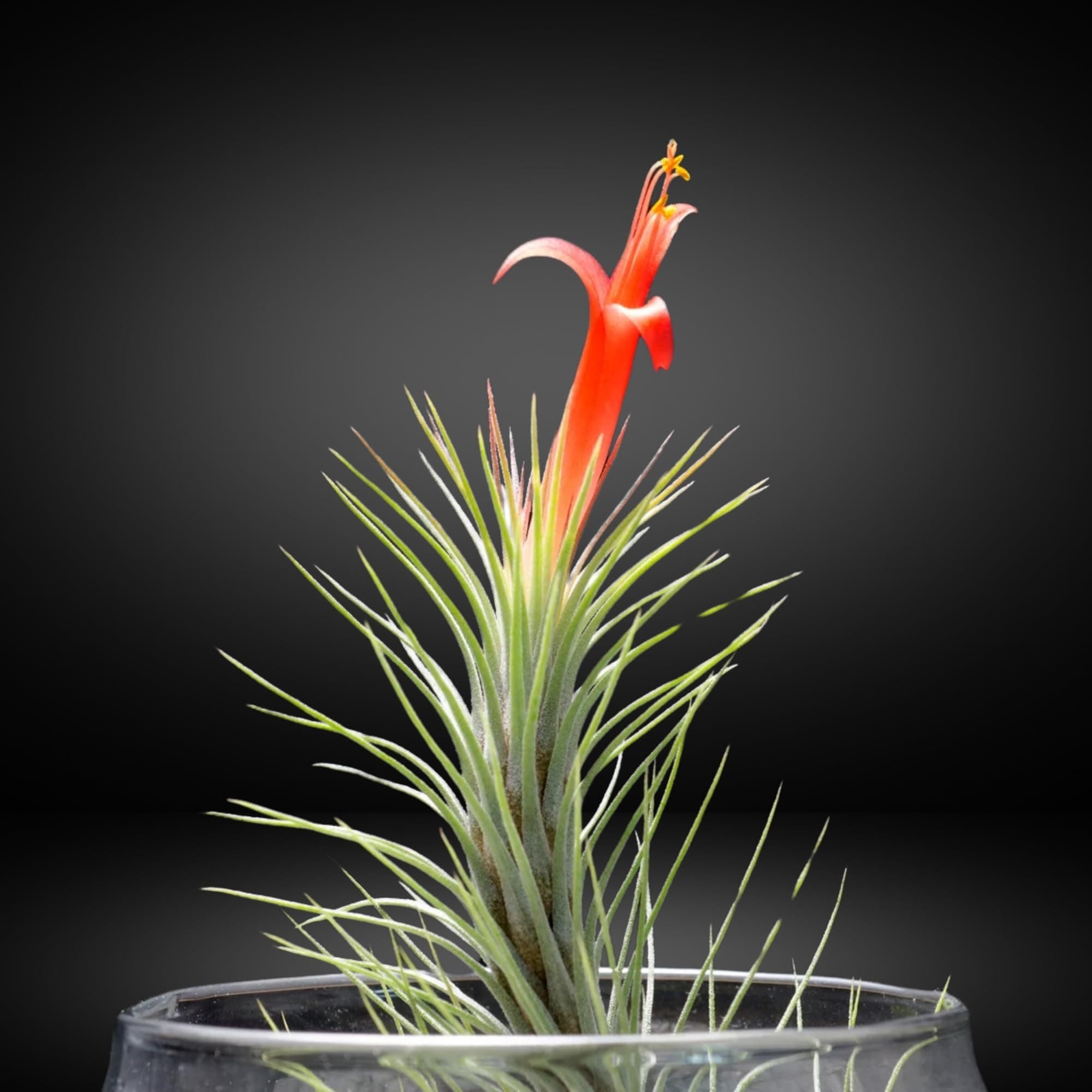 - Air Plant Tillandsia Funckiana Without Flowers plant for Home Gardening, Balcony & Indoor & Outdoor Gardening