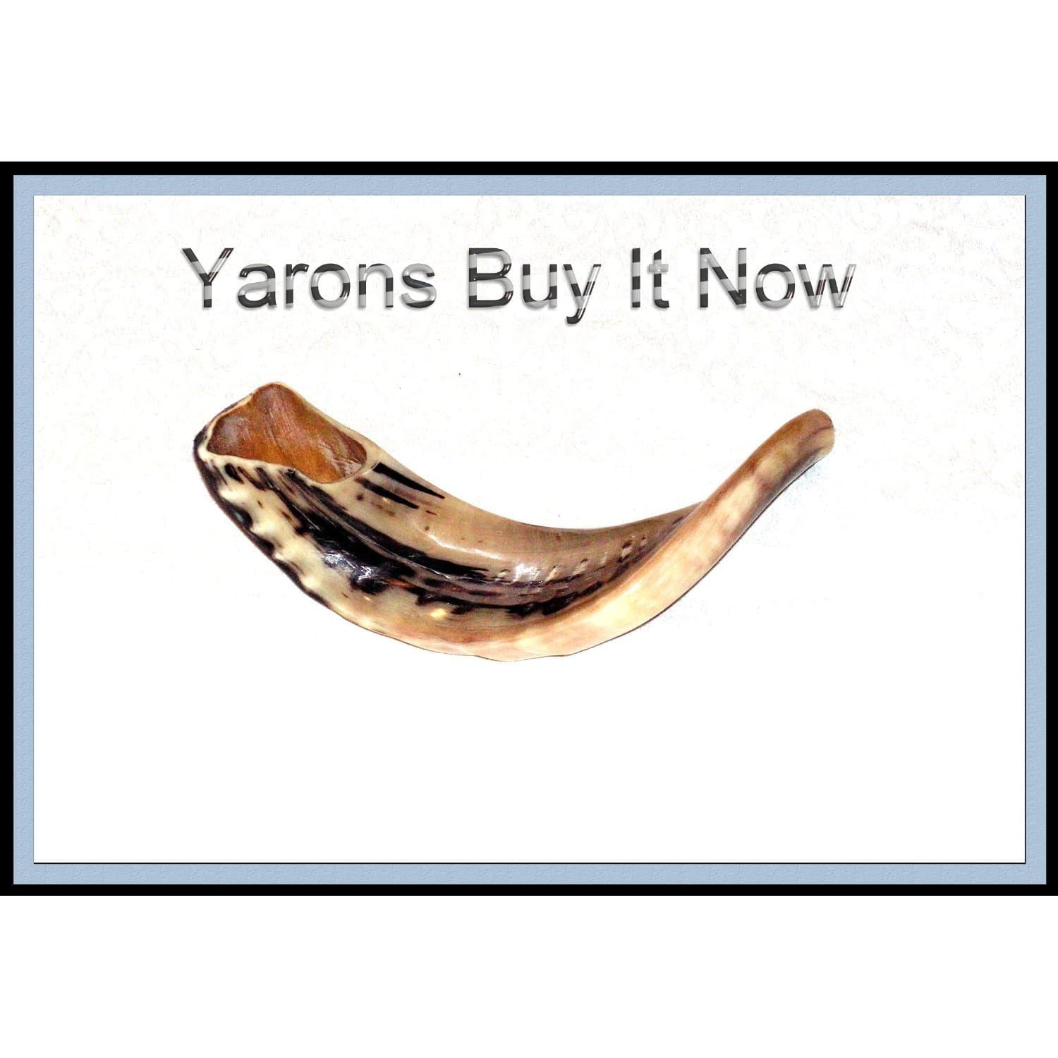 Natural Ram’s Horn Shofar for Jewish New Year