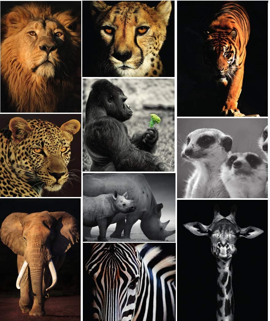 40 Wild at Heart Animals Postcards Great Value Multipack Images Inspired by Natural World(without envelope)