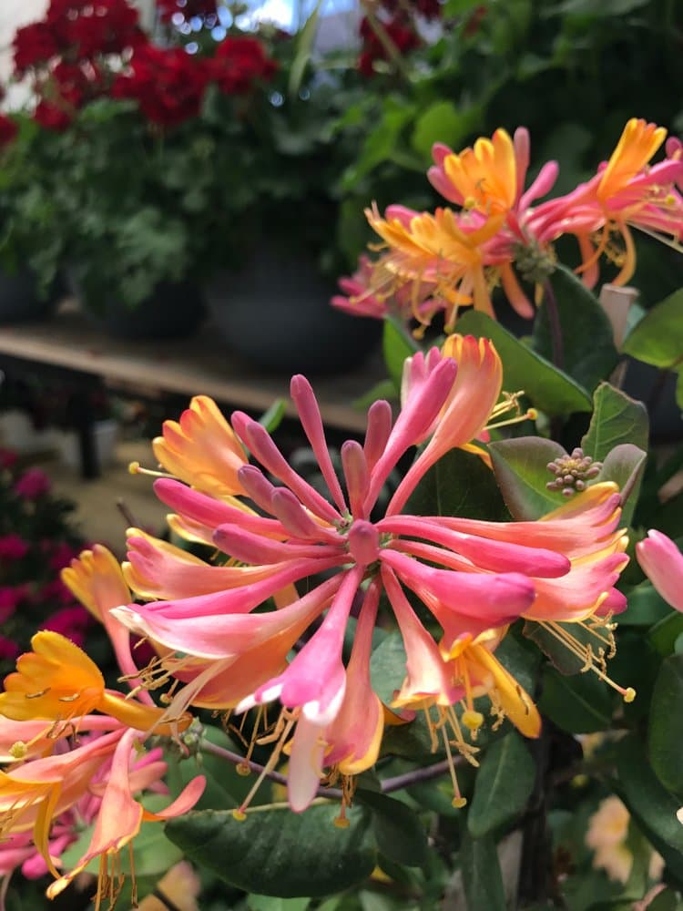 Japanese Honeysuckle 15 Seeds (Lonicera Japonica) Masses of Highly Scented Flowers