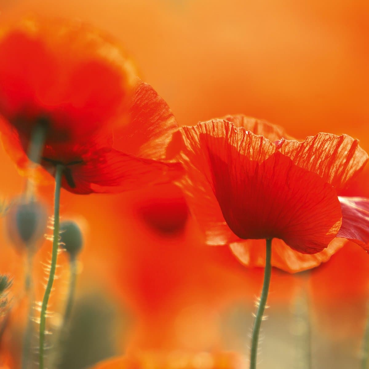 Platin Art Deco Glass Wall Decor, Shades of Red