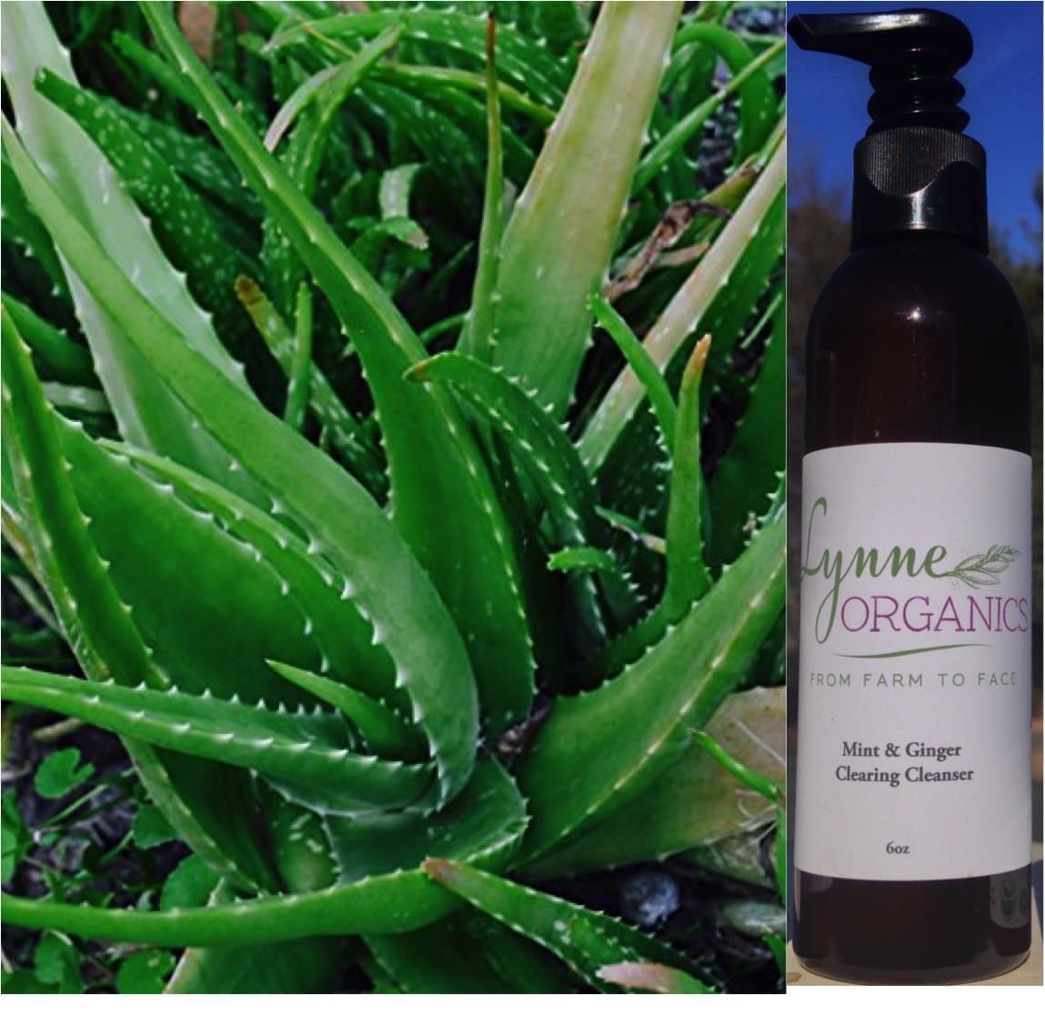 Mint & Ginger FACIAL CLEANSER for Combination Skin Best Organic All Natural Gentle Face Wash Cleansing Cream to Deep Clean Pores for Men & Women by Lynne Organics