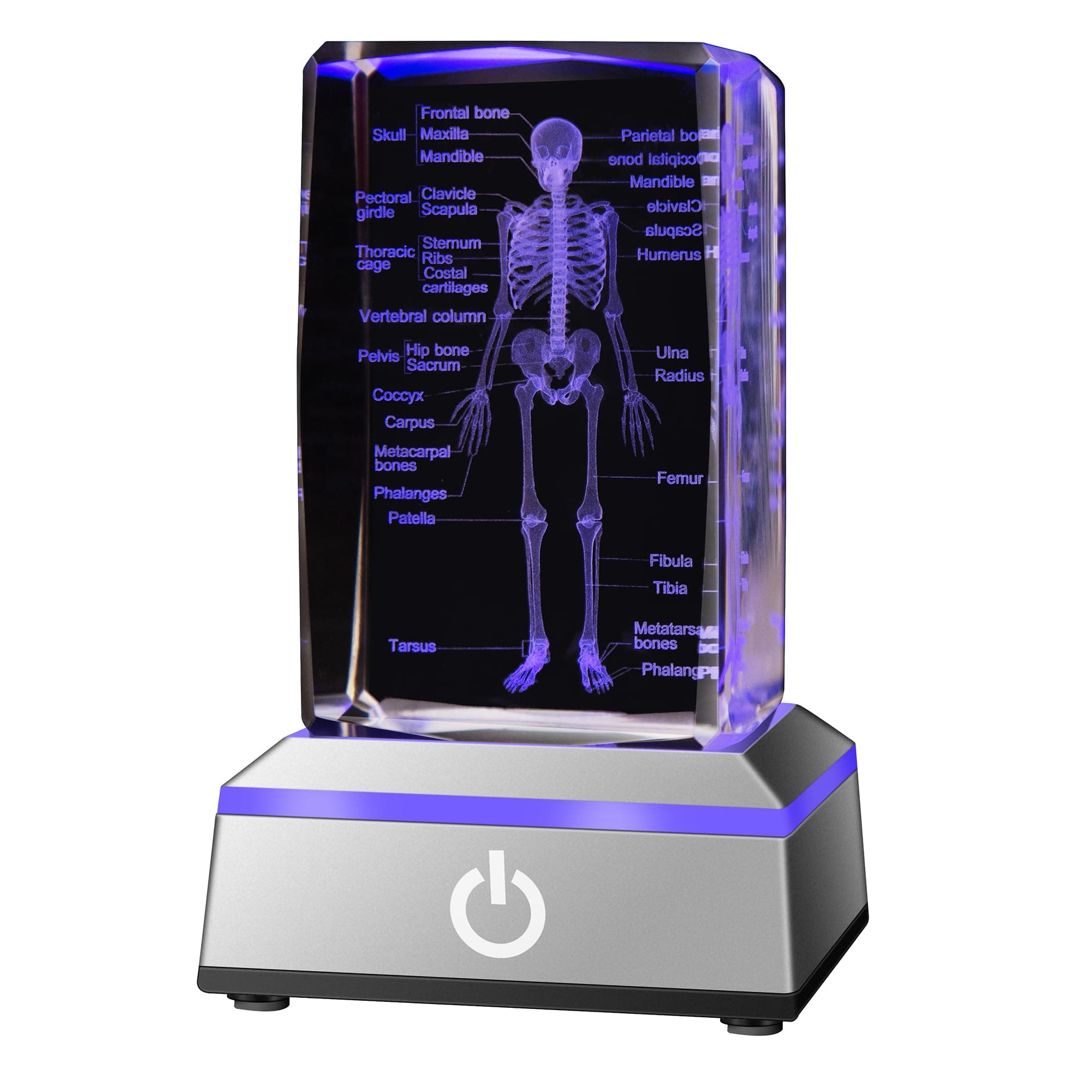 IFOLAINA 3D Human Skeleton Model Anatomy Gifts Crystal Labeled Skeleton Model Medical Figurines Bone Doctor Stuff Named Laser Engraved Gift for Med Biology Students