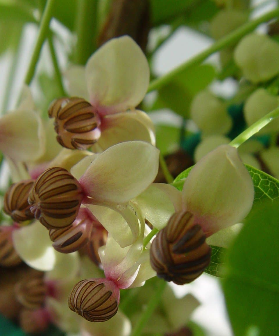 Akebia quinata 'Silver Bells' (Fiveleaf Akebia) Vine, white & purple flowers, #2 - Size Container