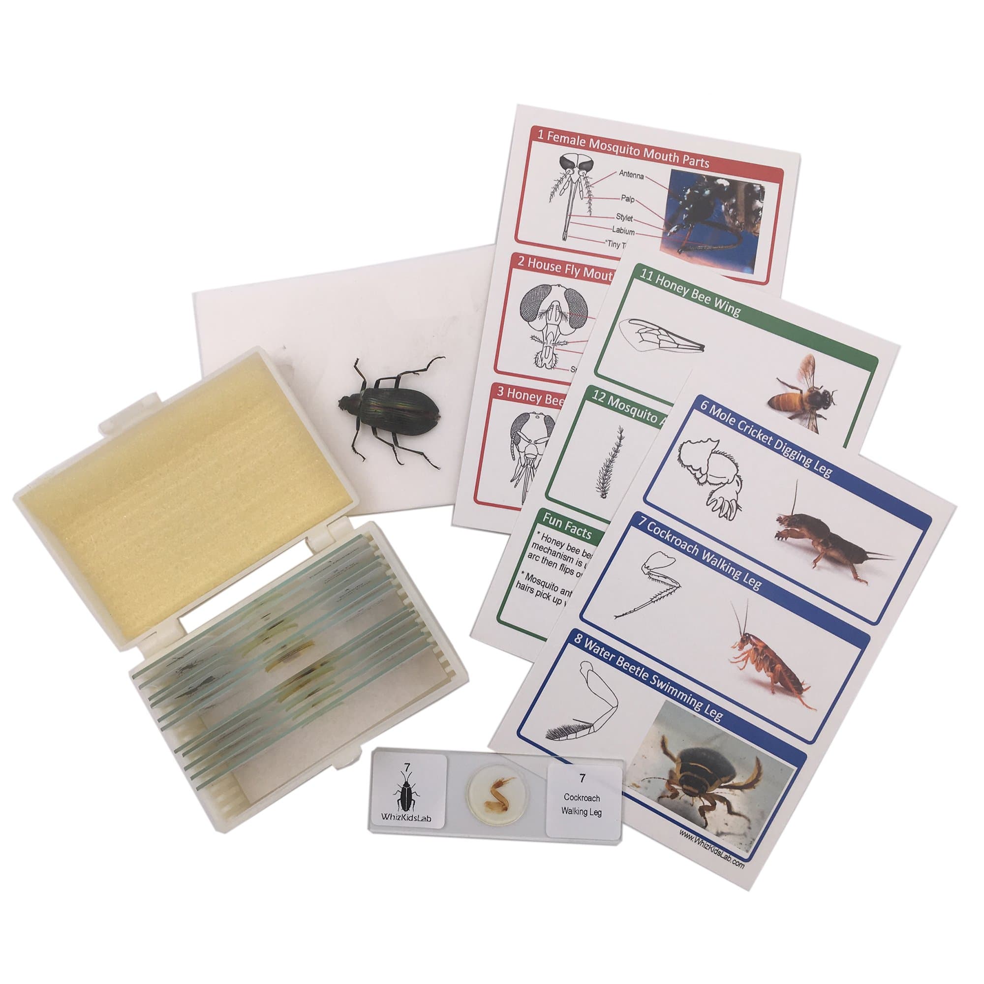 12 Prepared Insect Bug Parts Microscope Slides Set Real Beetle Specimen Postcards STEM Science Kit