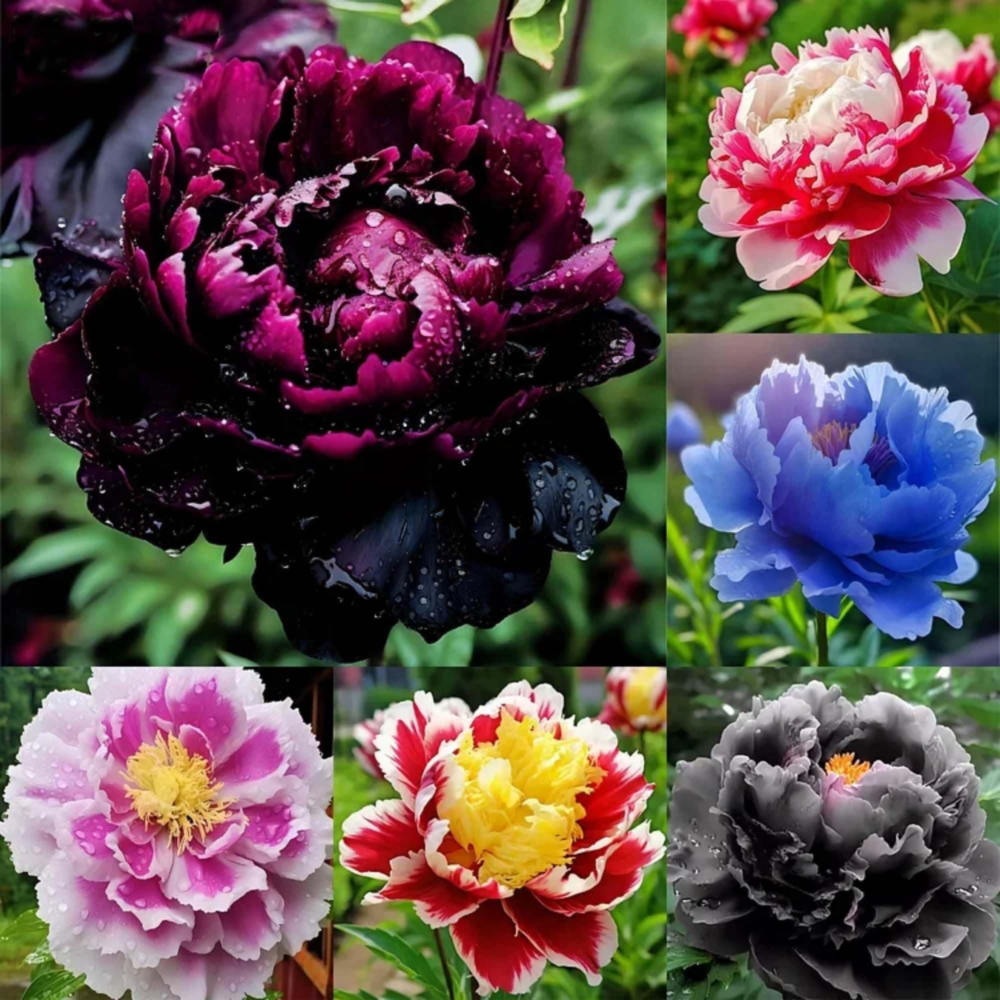 Rare Peony Seeds for Planting - 100+ Peony Seeds Heirloom Seeds Beautiful Flower Seeds Home Garden Bonsai