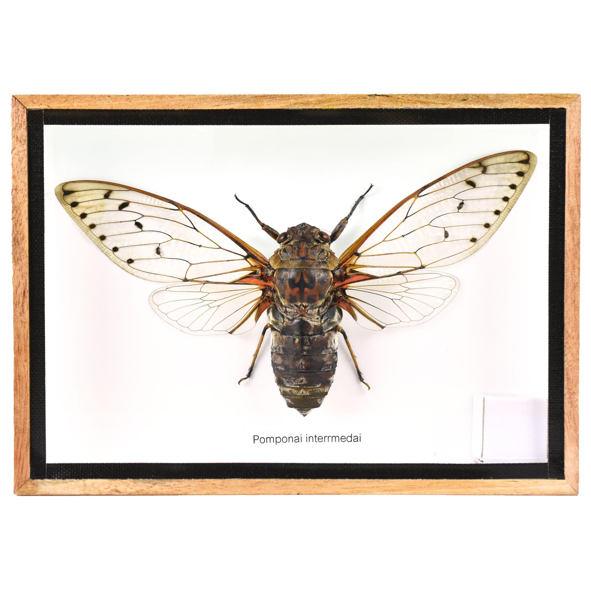 Cicada Speciosa insect taxidermy in wood box framed