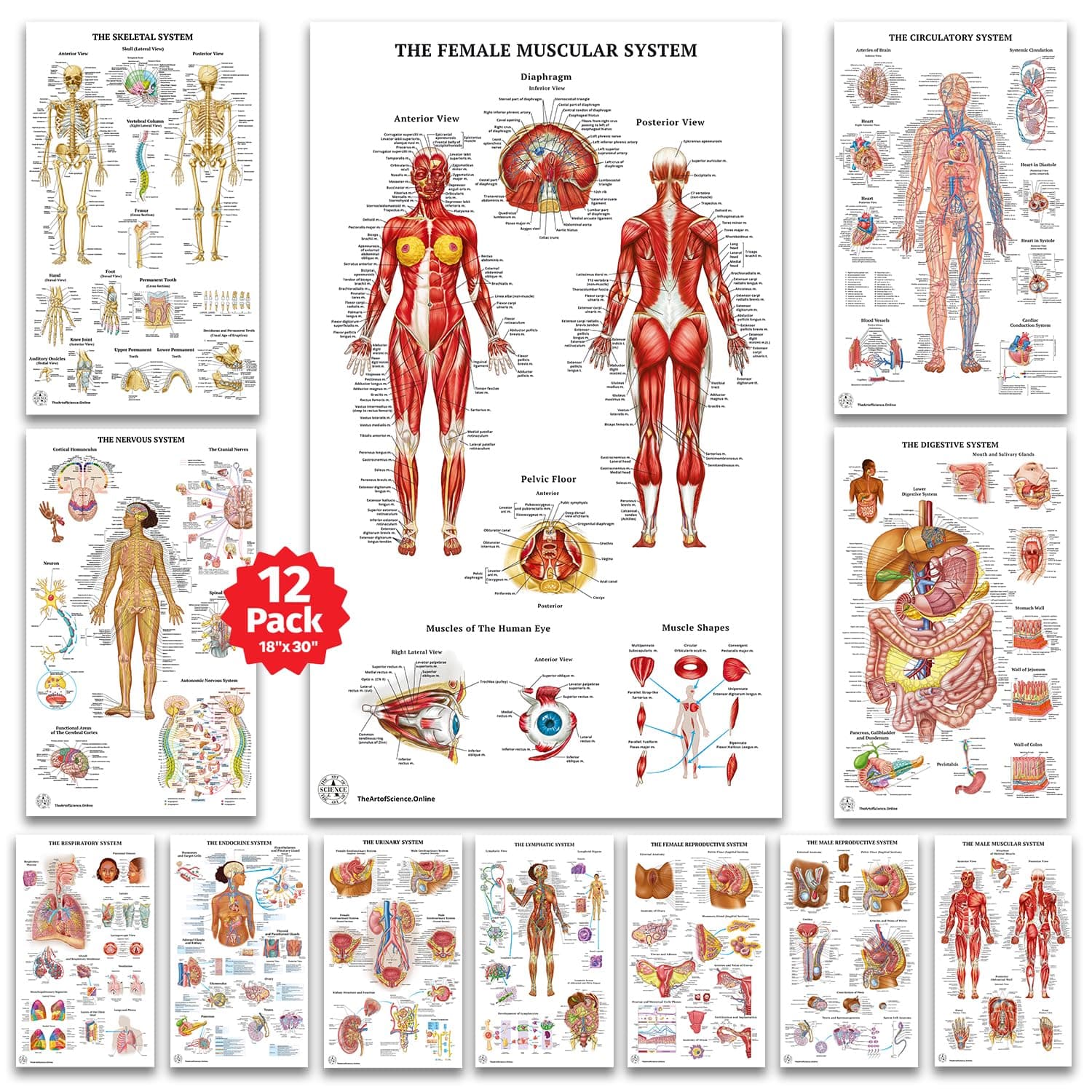 12 Human Anatomy Posters - Medical Posters, Circulatory, Skeletal, Male Female Muscular, Lymphatic, Reproductive, Nervous, Digestive, Endocrine, Respiratory Systems, Models, Science Biology Health Poster for Classroom, Office, Laminated - 18x30