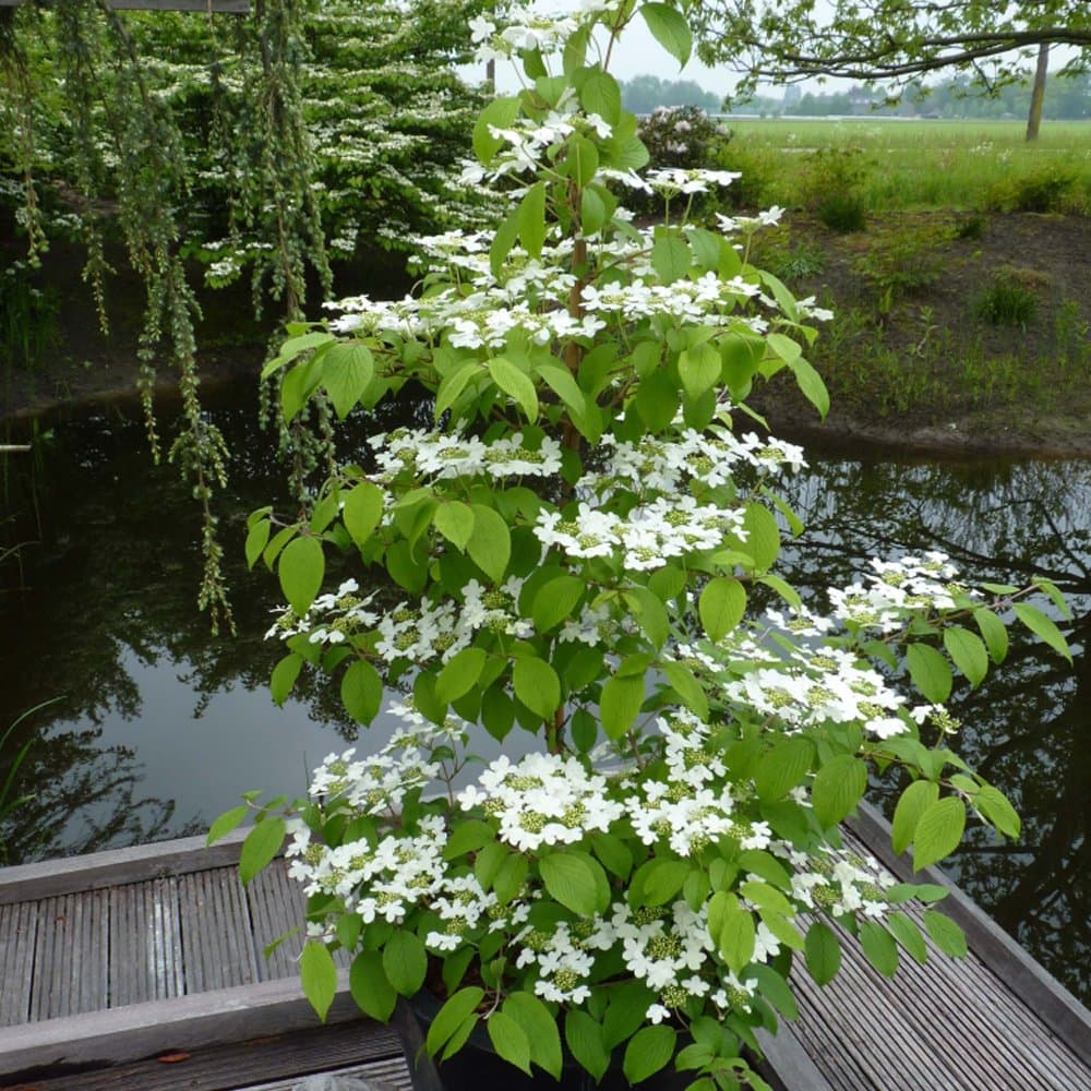 Japanese Snowball Viburnum Large Potted Plant Hardy Outdoor Flowering Shrubs Garden Plants Flowers for the Outdoors Border or Patio Pots 1 x 3.6 Litre Pot Viburnum 'Kilimanjaro' by Thompson and Morgan