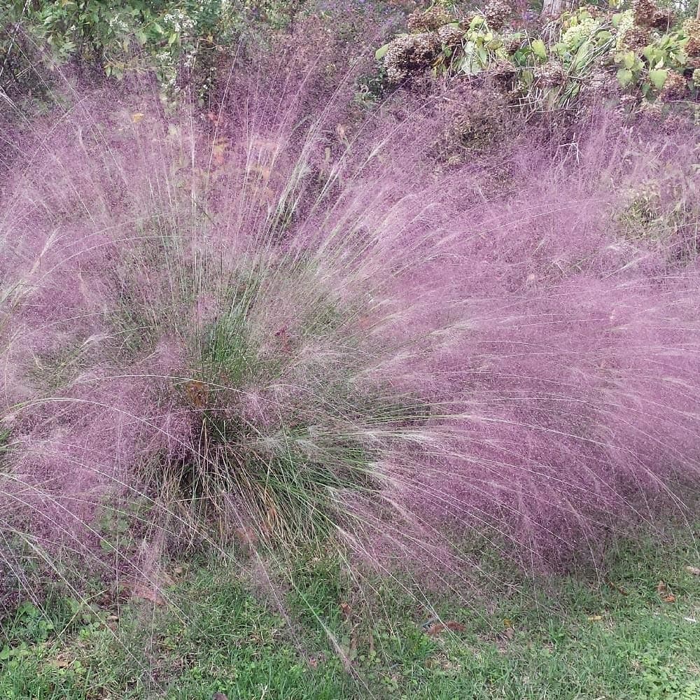Outsidepride 500 Seeds Perennial Eragrostis Spectabilis Ornamental Love Grass Seed for Planting