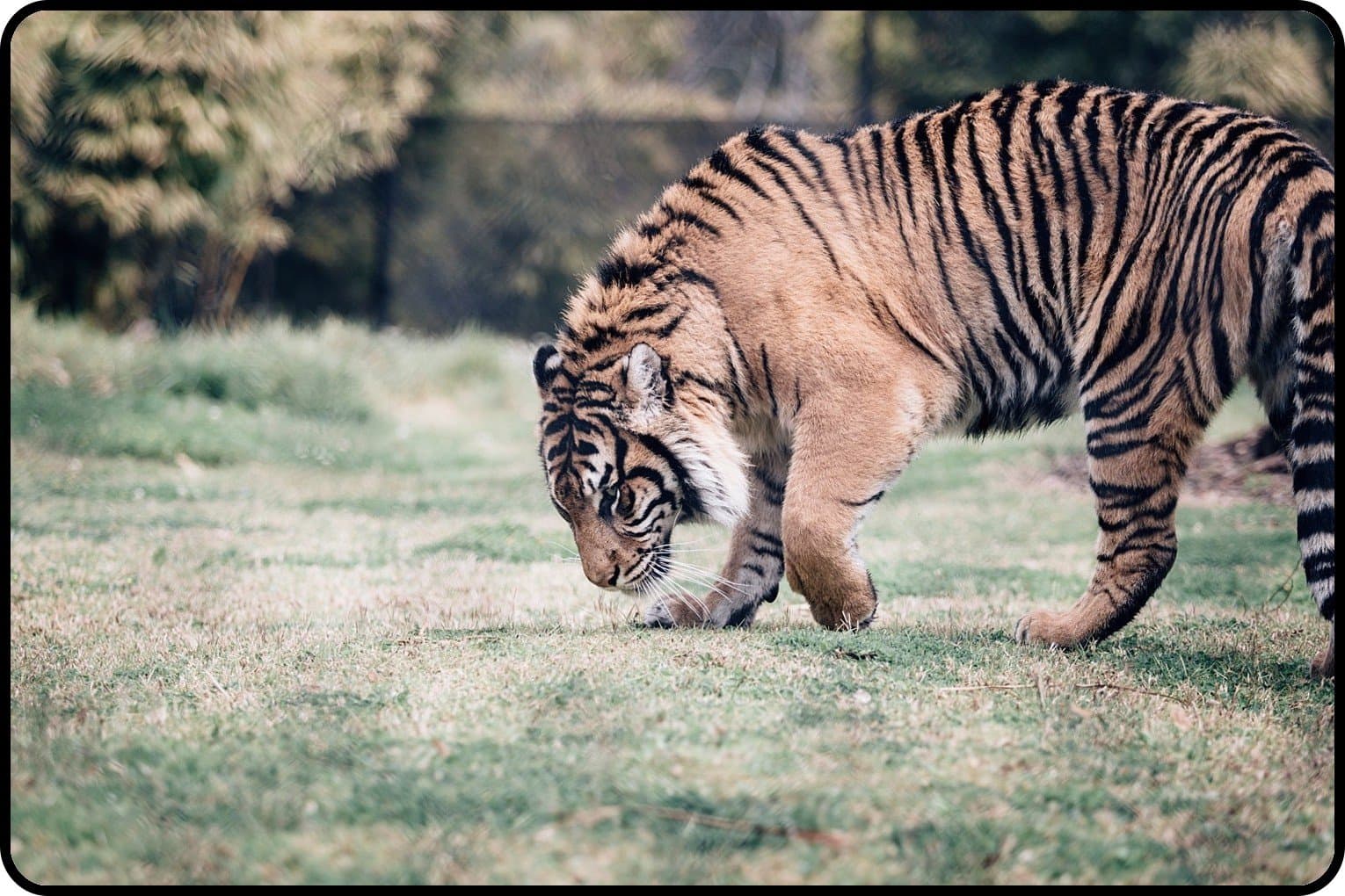 Lidoy Creative Design Mouse Pad - tiger big cat predator Gaming Mouse Pads 450x300x4mm(17.70x11.80x0.16inch)