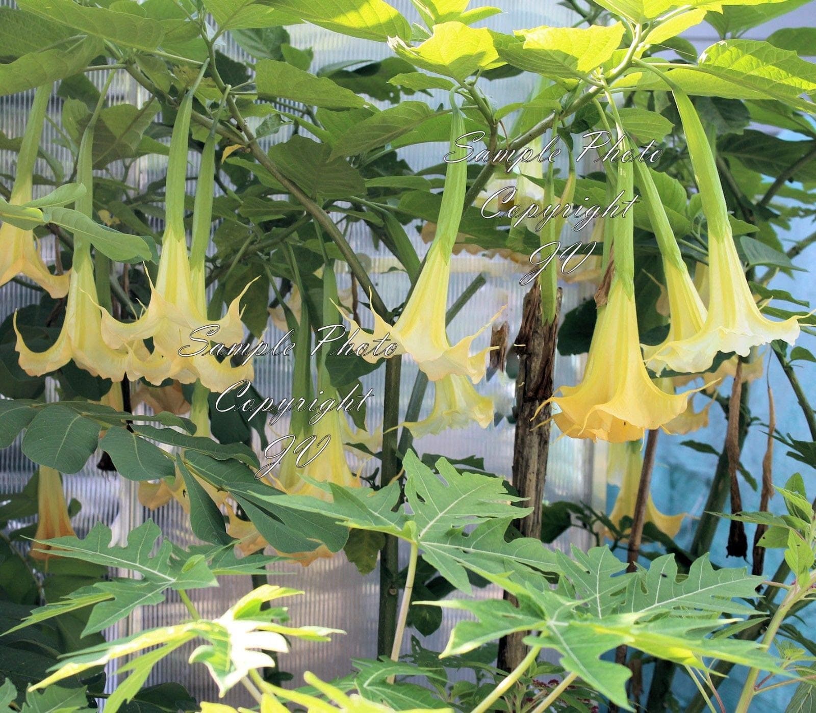 Creamy Yellow Angels Trumpet 5 Seeds Tropical Stunning Profusion of Flowers Container Plant or Outdoor Standard Brugmansia suaveolens