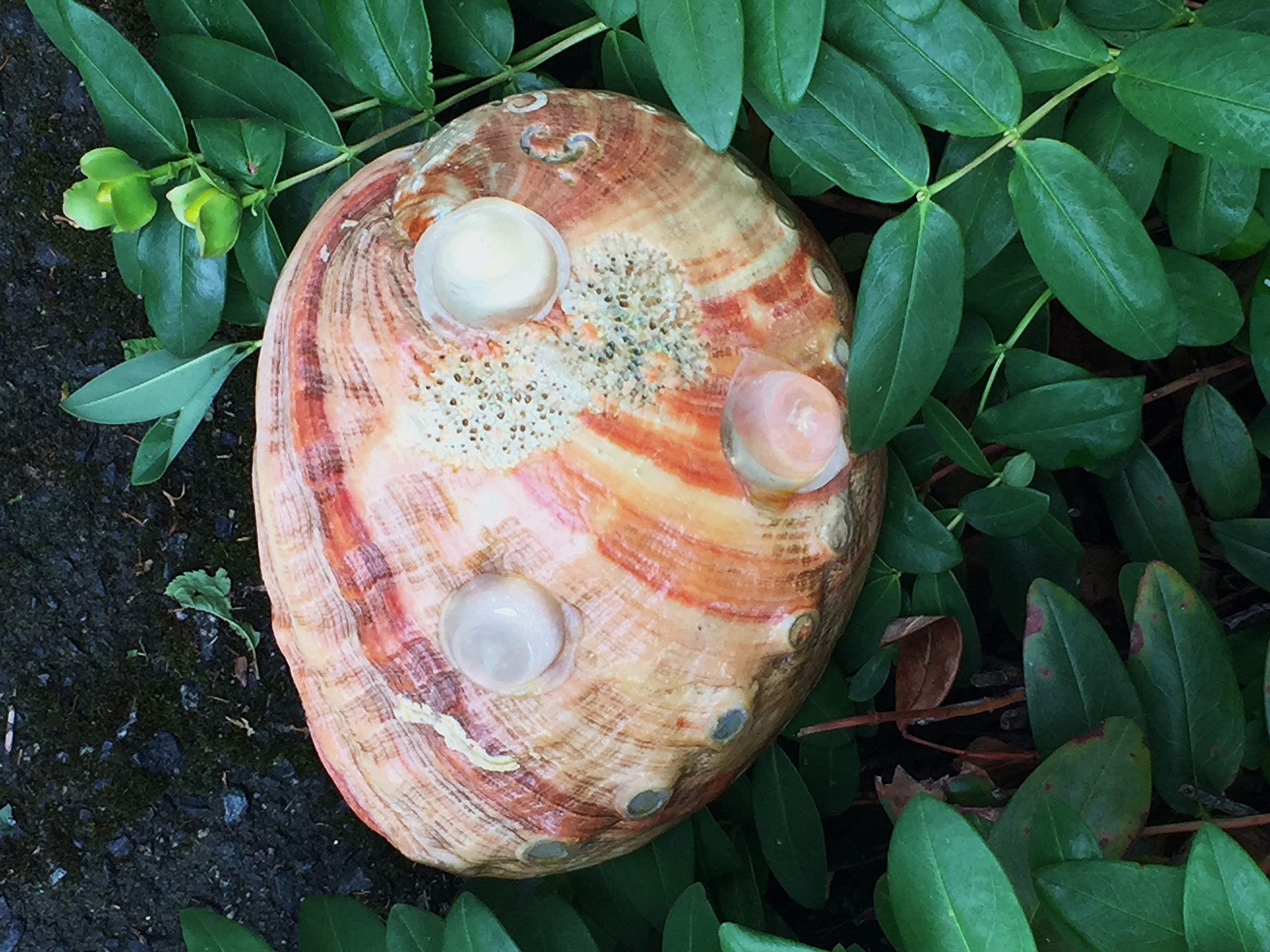 LARGE Paua Green Abalone Seashell Smudging Sea Shell