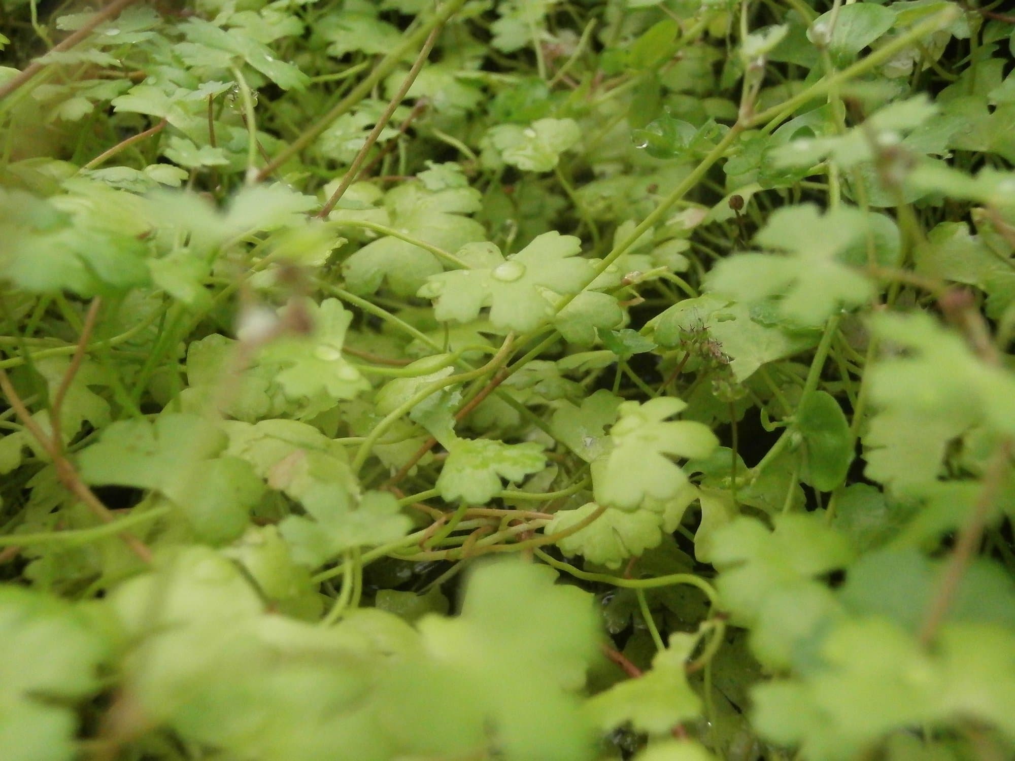 Tartan Guppy Hydrocotyle tripartita 'Japan' Carpeting Plant 30 Stems