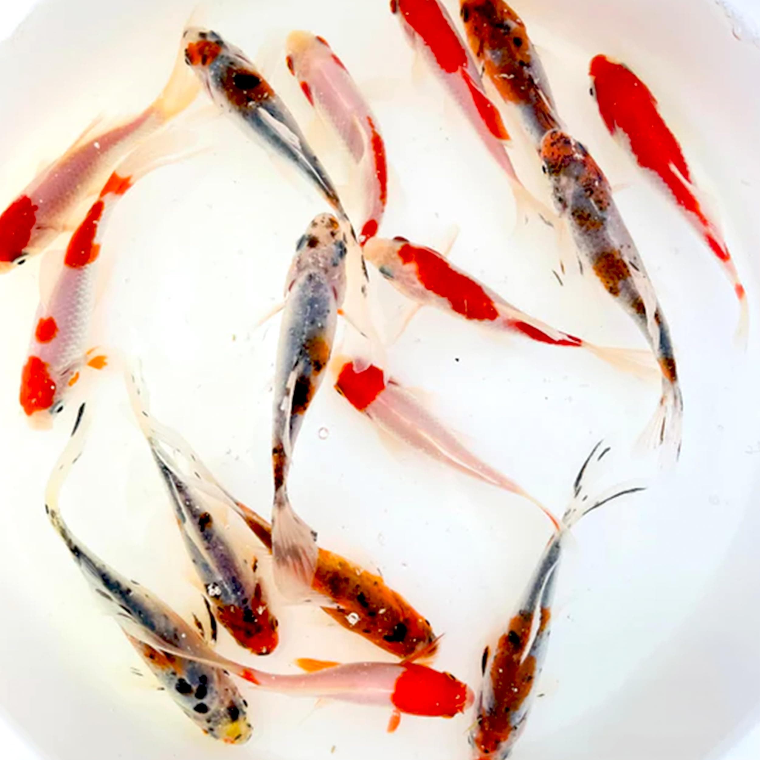 Toledo Goldfish Live Shubunkin and Sarasa Goldfish Combo, Live Fish with a Variety of Colors and Patterns - Perfect for Ponds, Tanks, and Aquariums - 3-4 Inches, 6 of Each, 12 Total Count