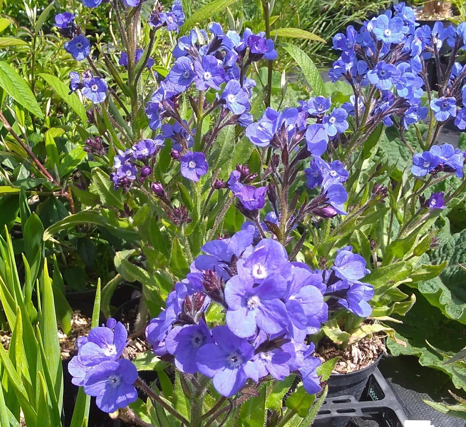 Shrubland Park Nurseries 3x Anchusa azurea 'Loddon Royalist' (Bugloss) Bareroot Plants